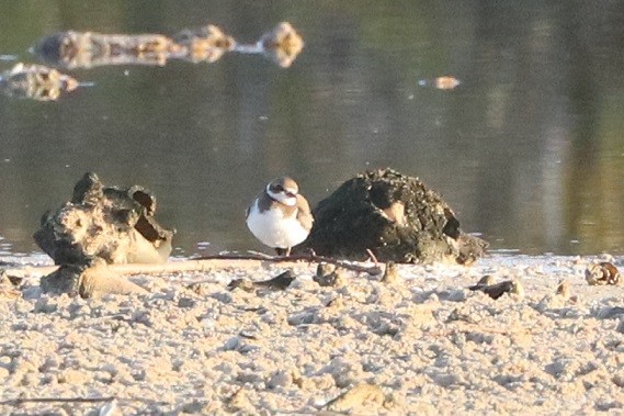 Semipalmated Plover - ML643562977
