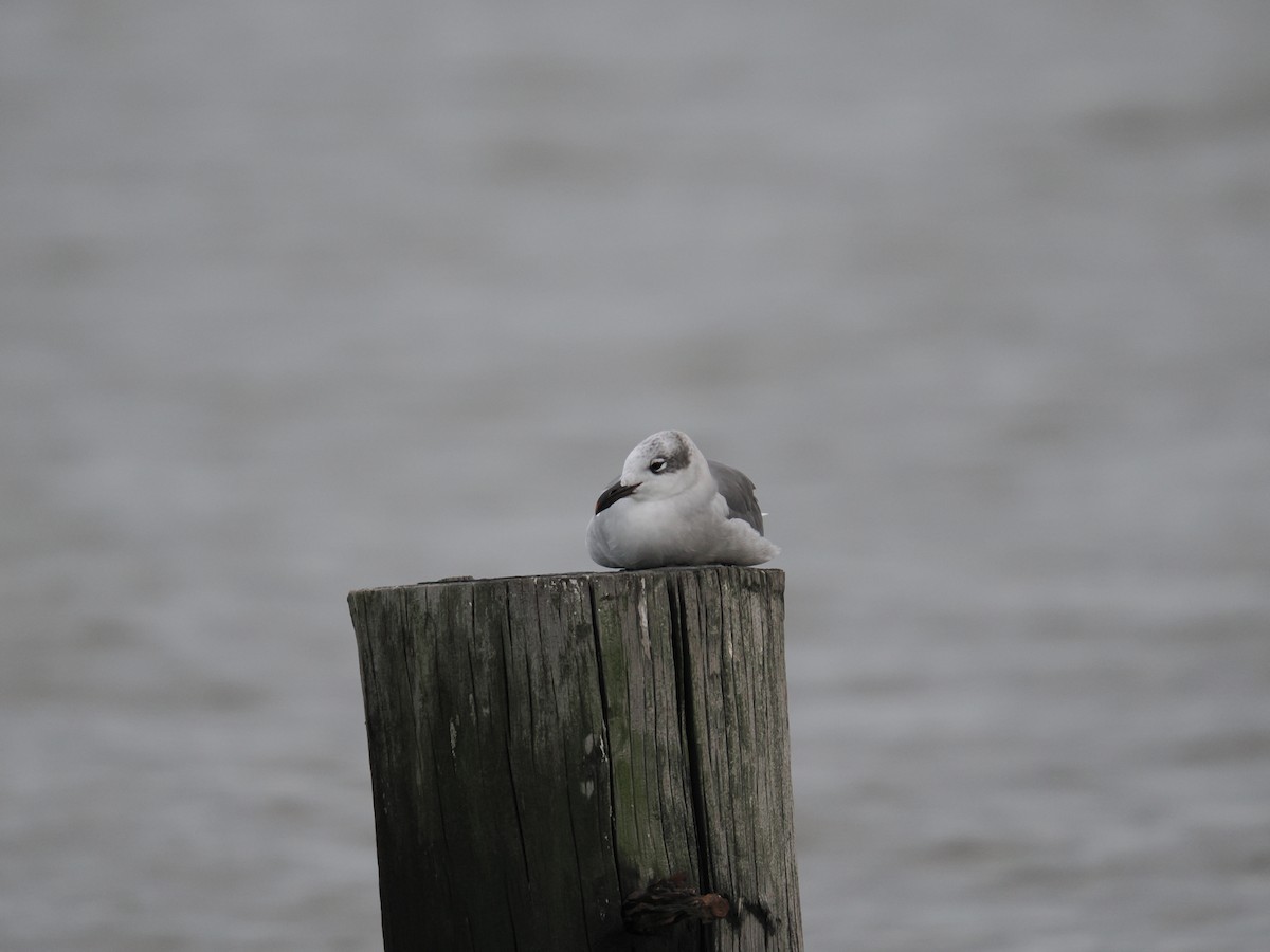 Antxeta mokogorri amerikarra - ML643562989