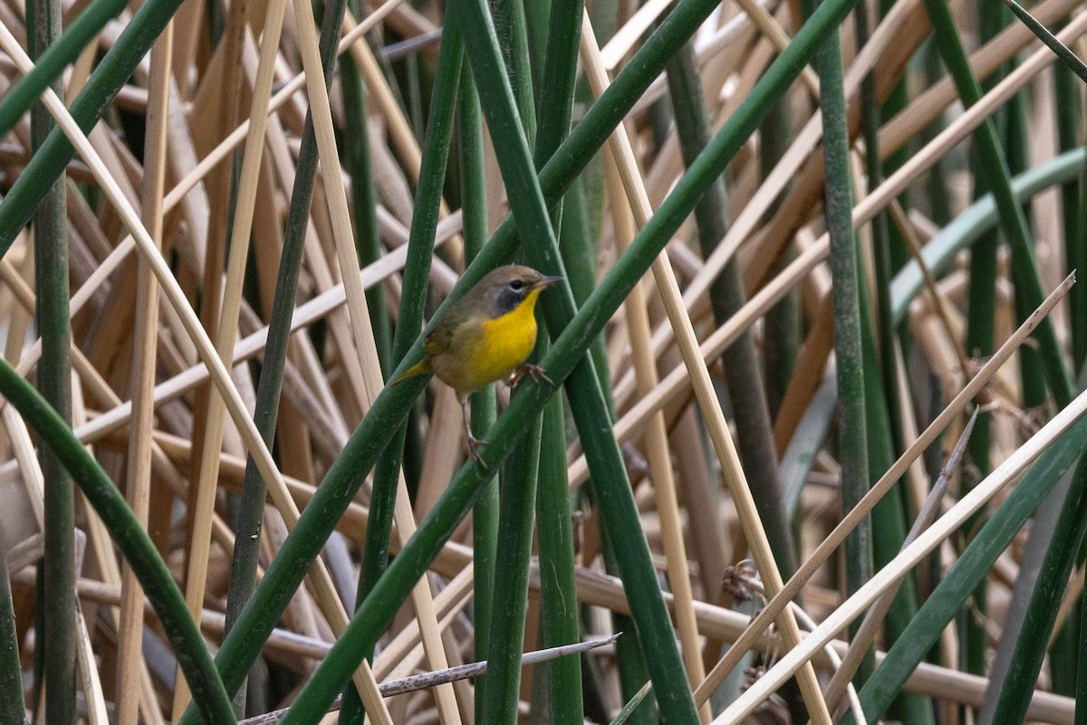 Common Yellowthroat - ML643562996