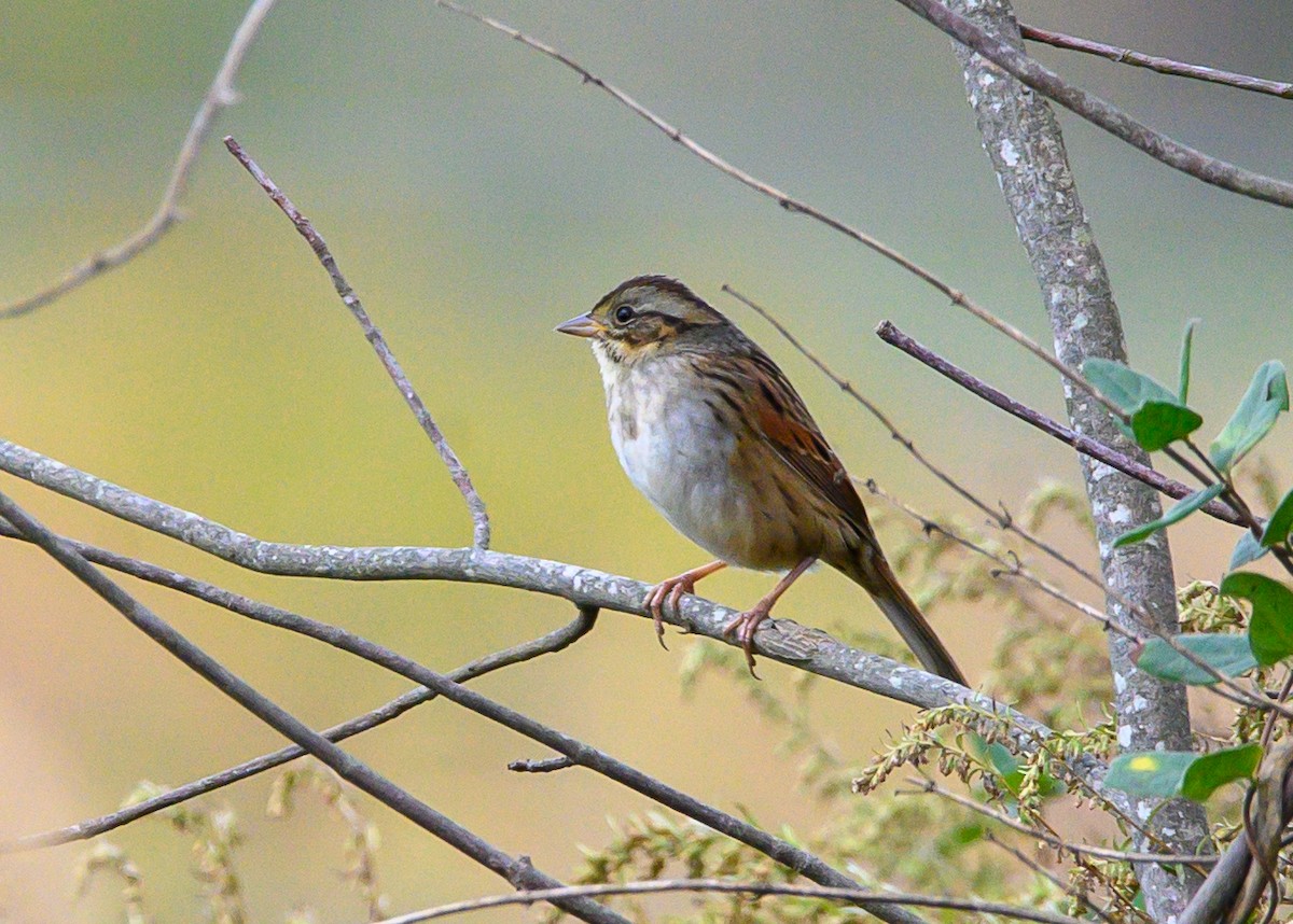 Swamp Sparrow - ML643563024