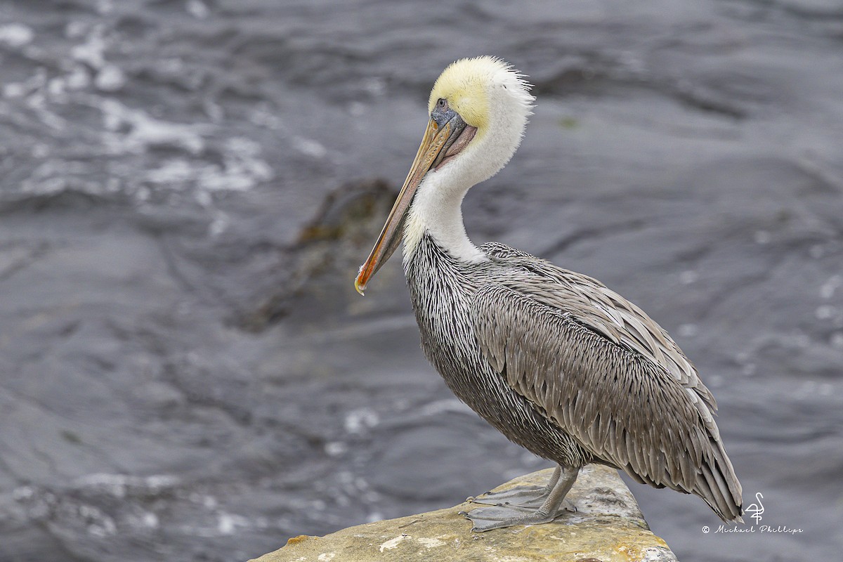 カッショクペリカン（californicus） - ML643563033