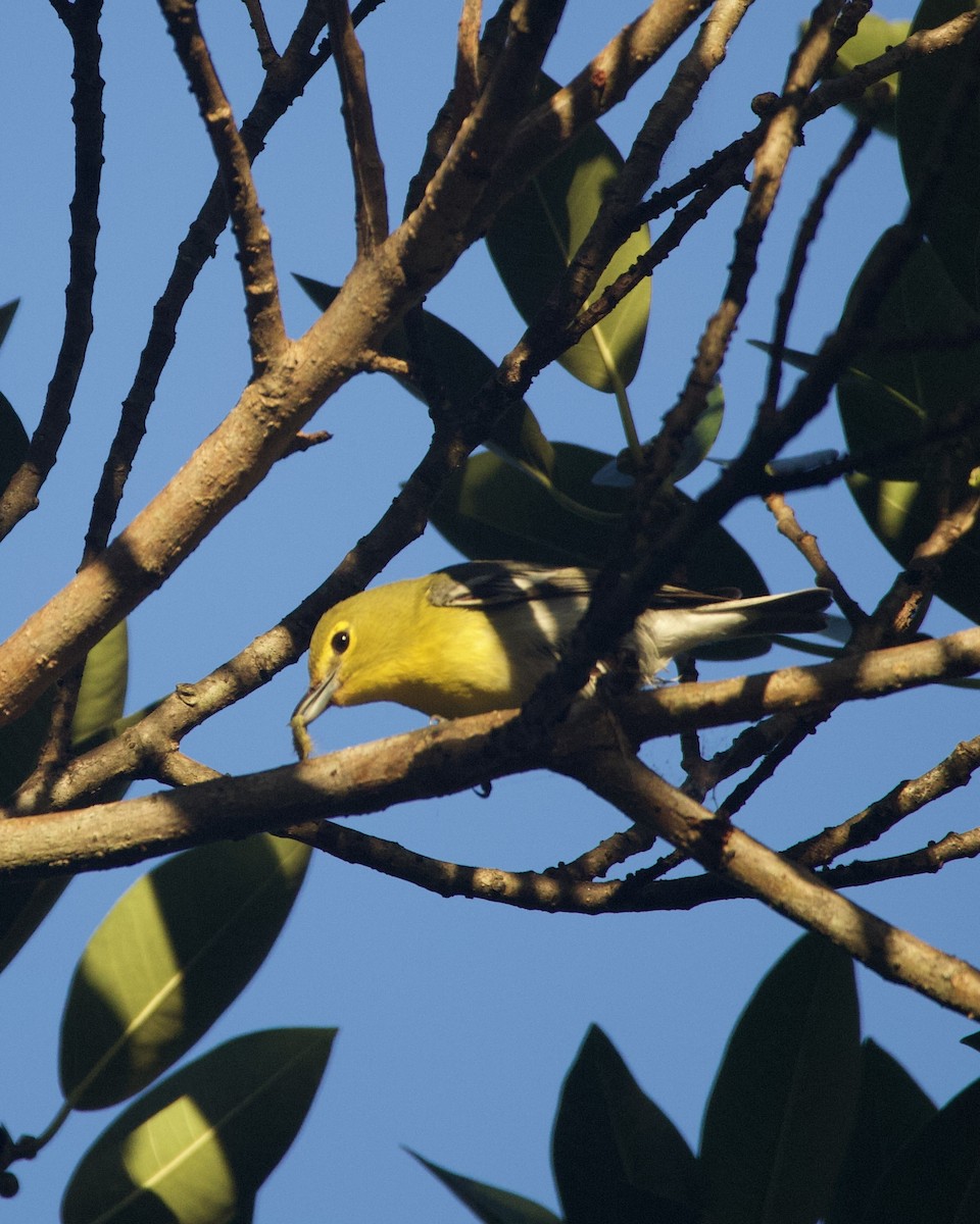 Yellow-throated Vireo - ML643563070