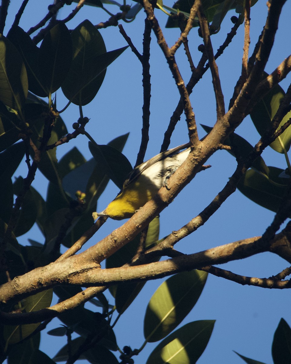 Yellow-throated Vireo - ML643563071