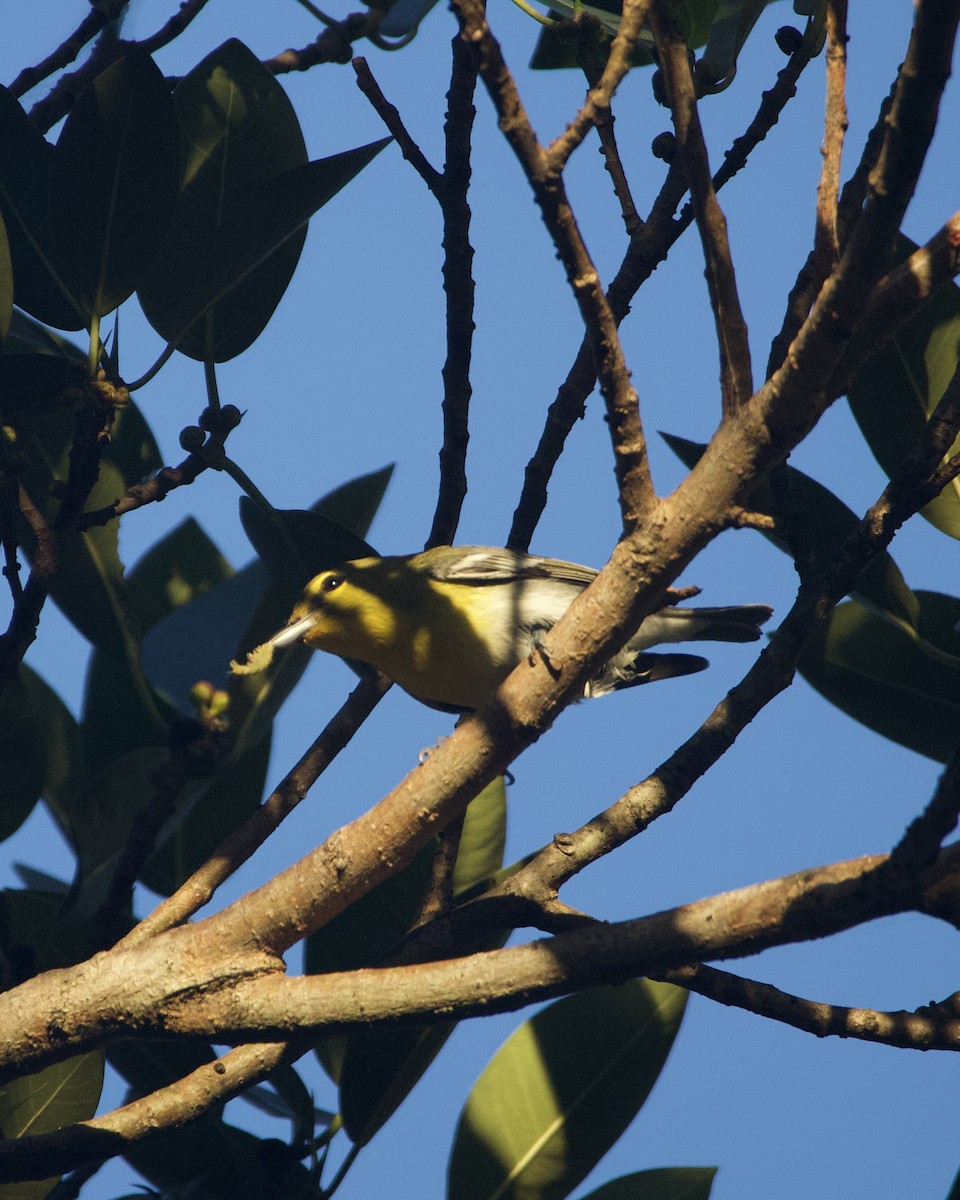 Yellow-throated Vireo - ML643563072