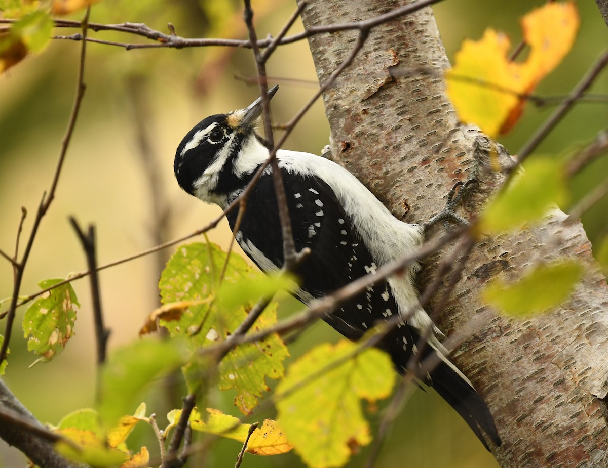 Hairy Woodpecker - ML643563074
