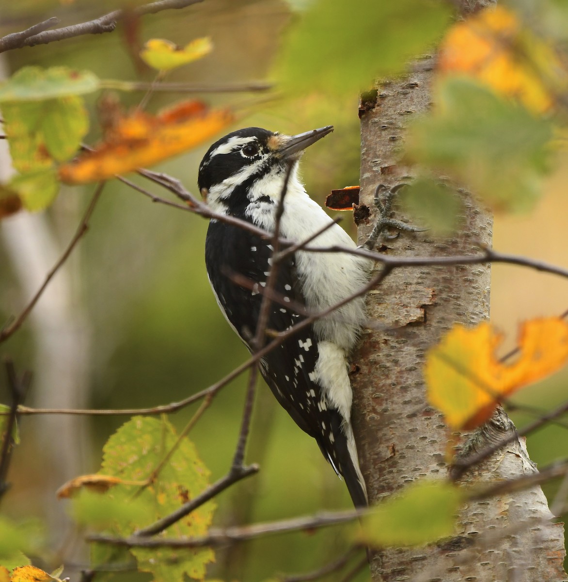 Hairy Woodpecker - ML643563075