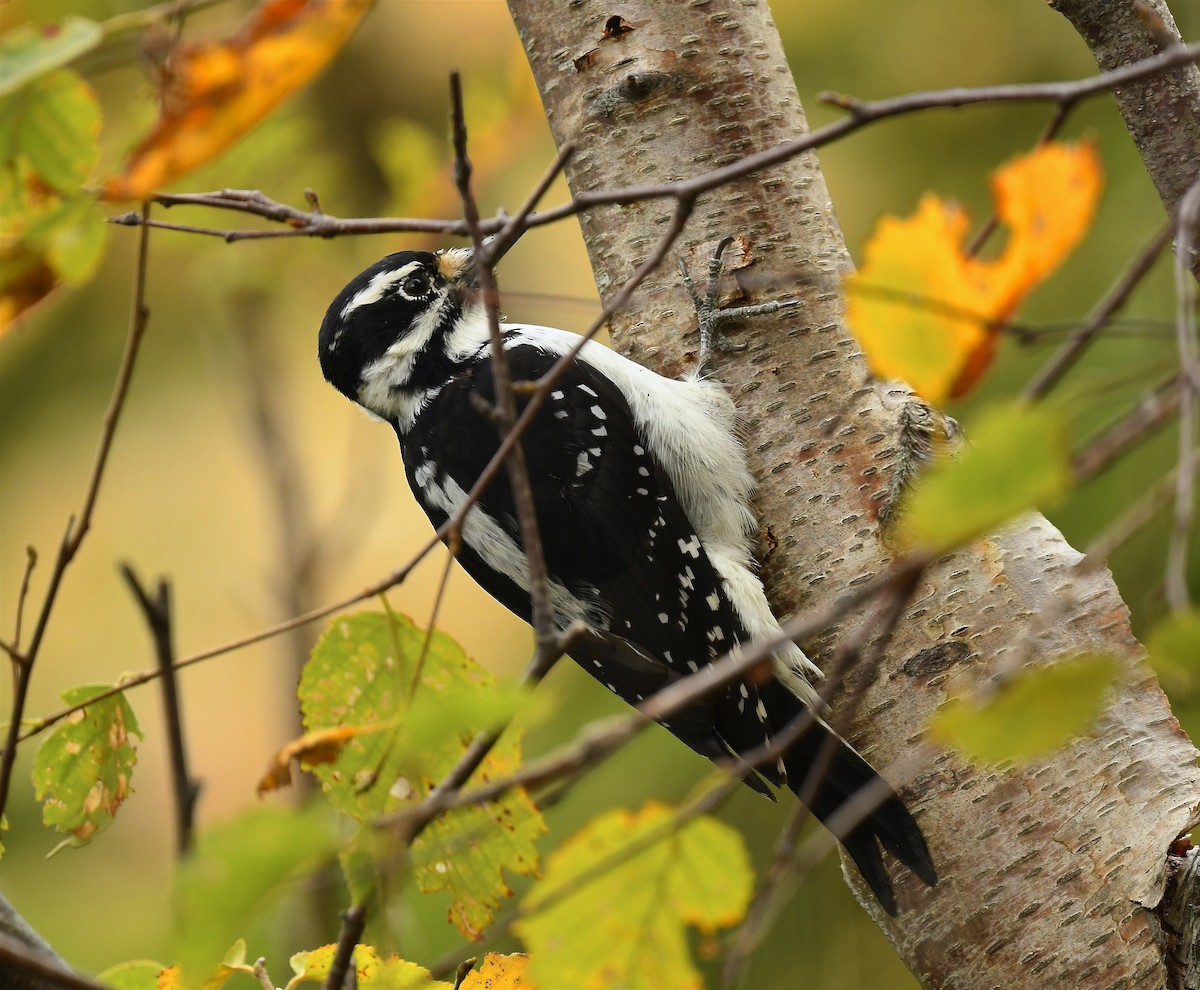 Hairy Woodpecker - ML643563076