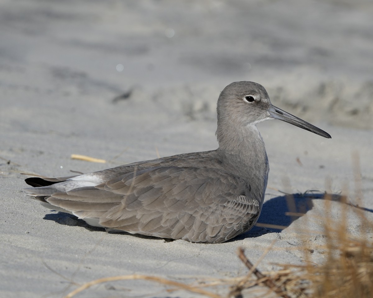 Willet - ML643563079