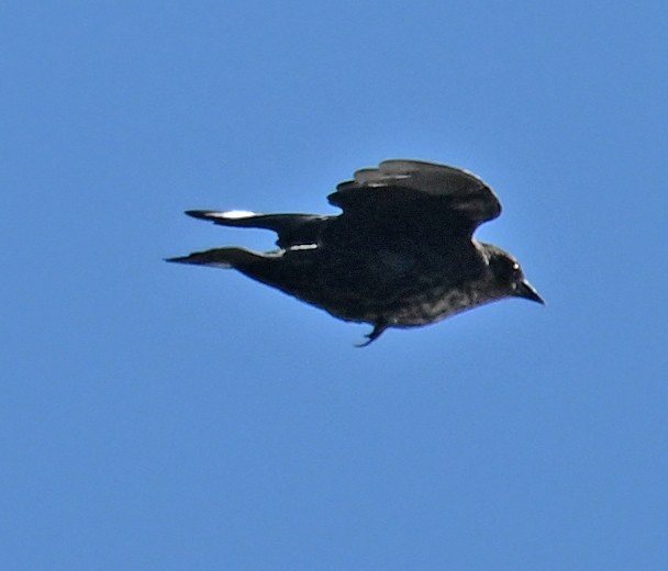 Red-winged Blackbird - ML643563081