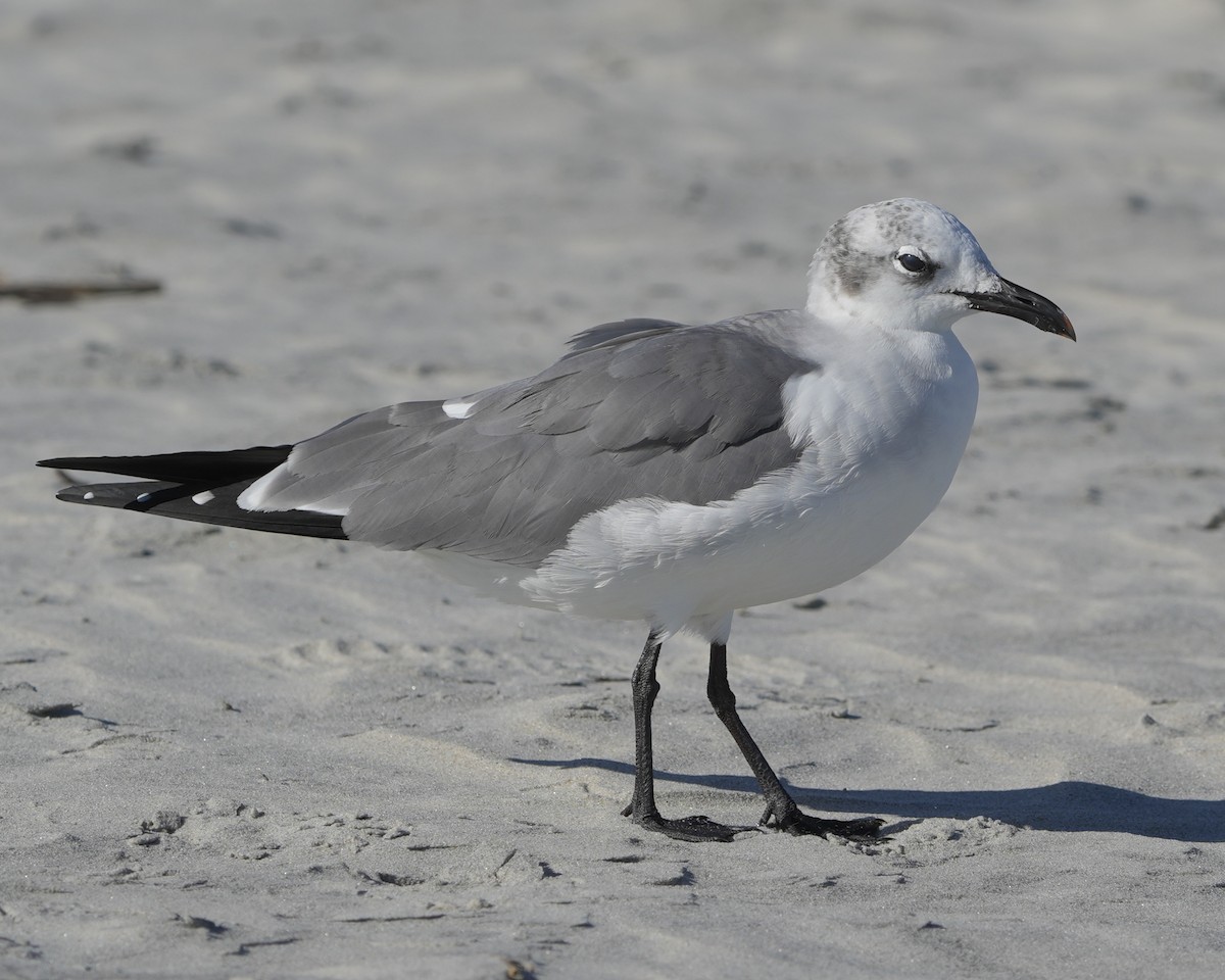 Laughing Gull - ML643563107