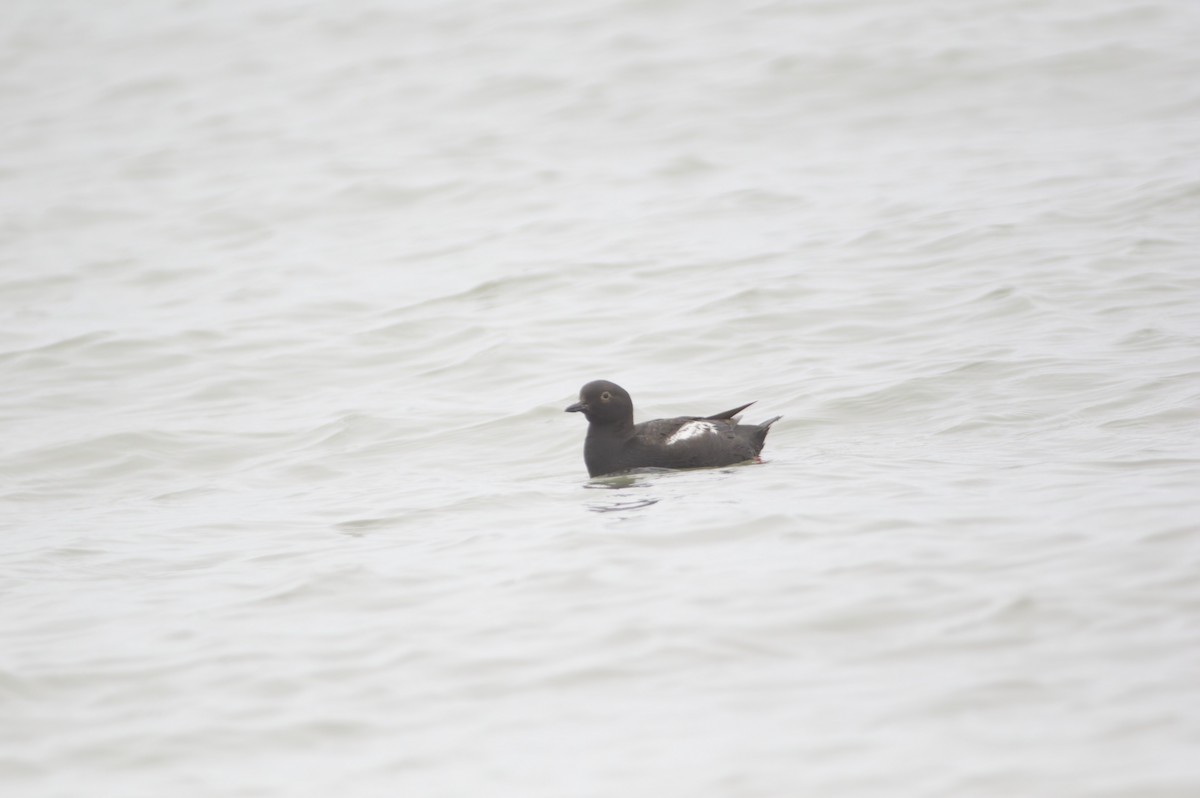 Pigeon Guillemot - ML643563110