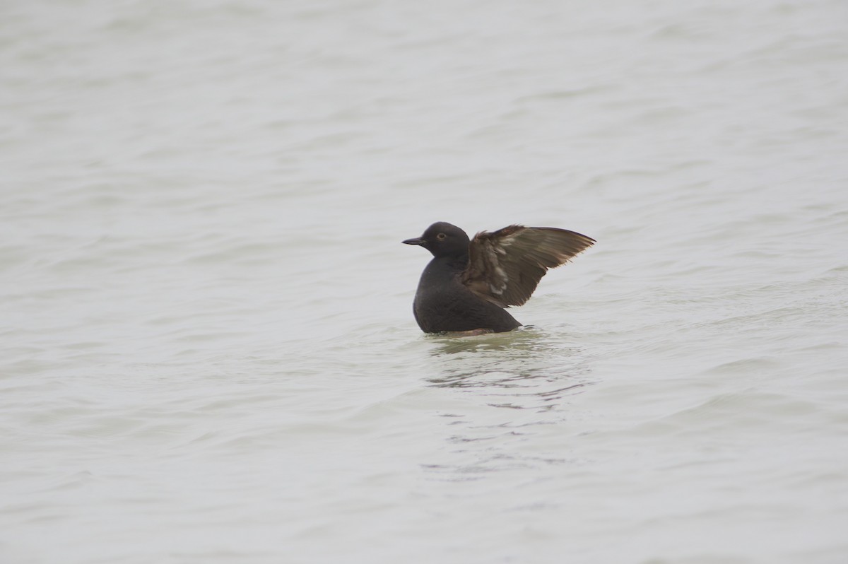 Pigeon Guillemot - ML643563111