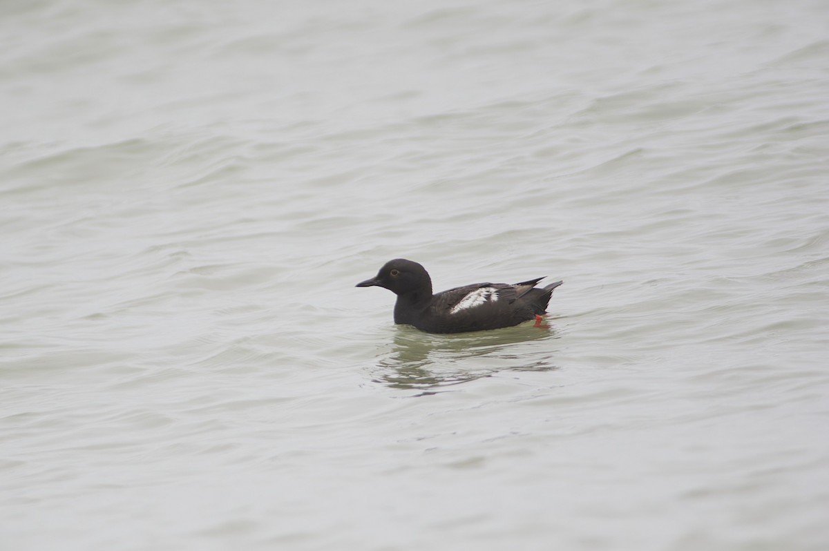 Pigeon Guillemot - ML643563112