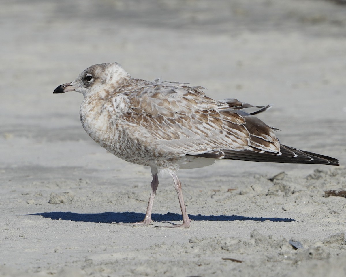 Ring-billed Gull - ML643563123