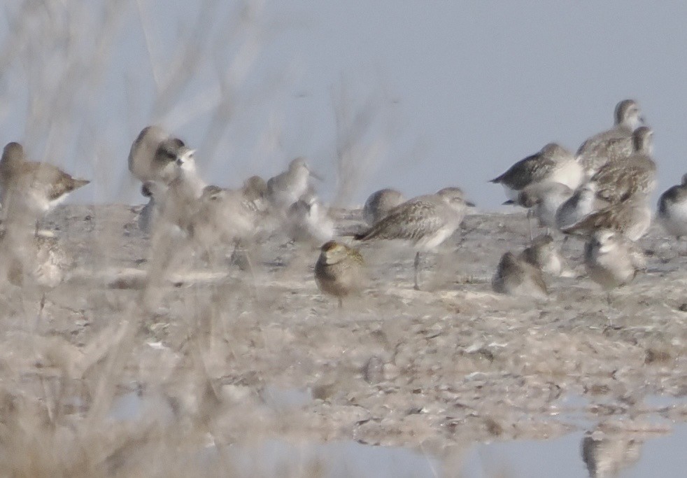 Pacific Golden-Plover - ML643563126