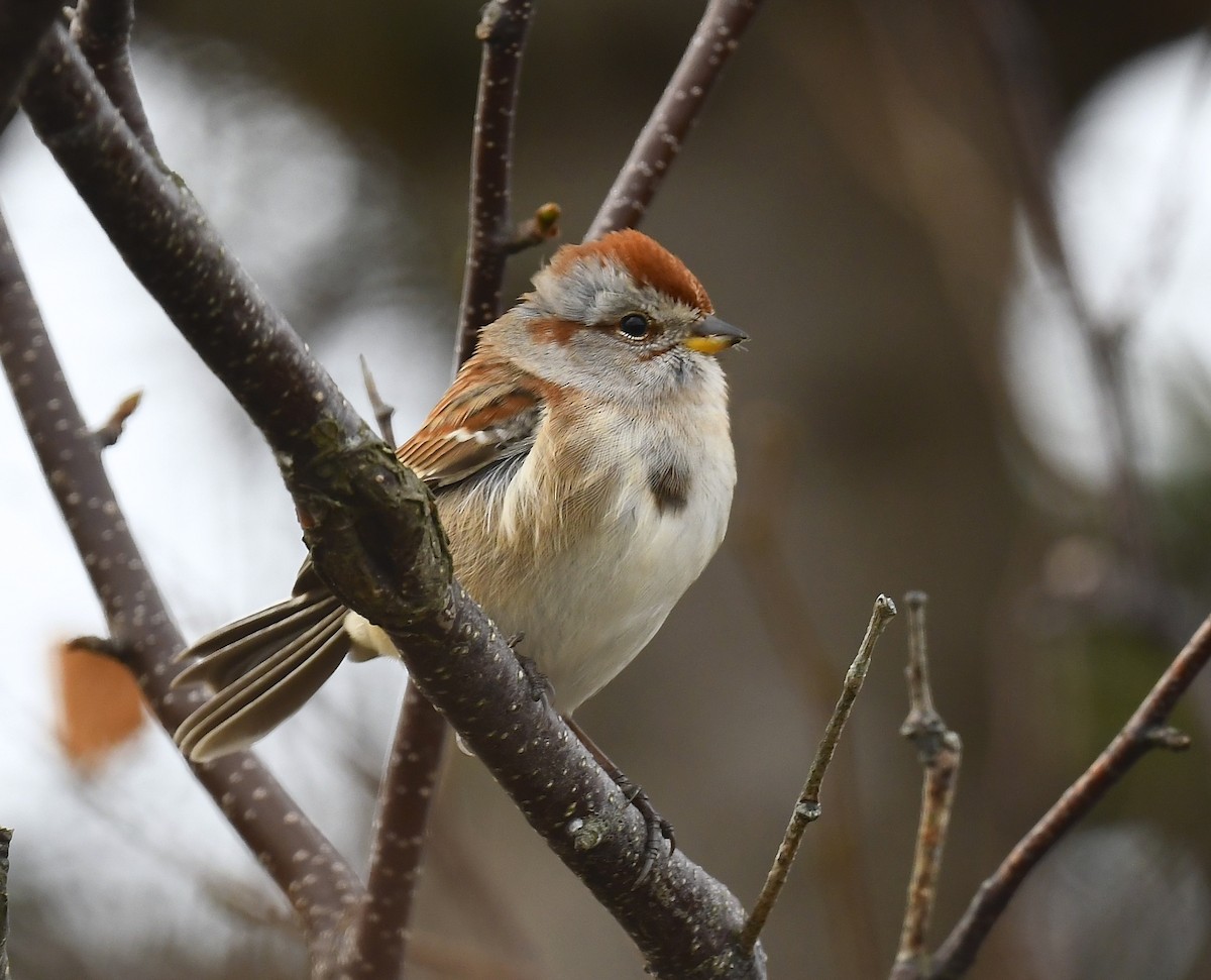 American Tree Sparrow - ML643563129