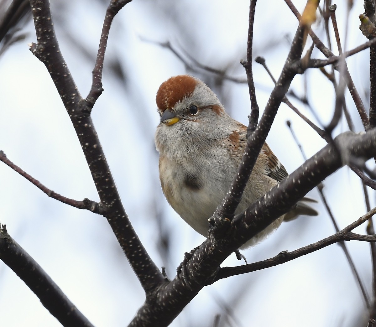 American Tree Sparrow - ML643563130