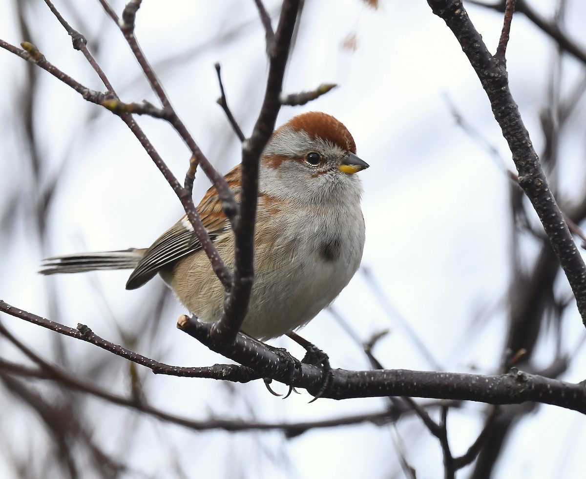 American Tree Sparrow - ML643563133