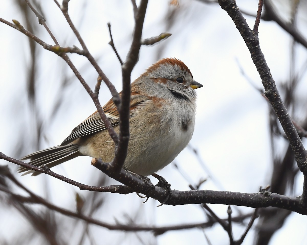 American Tree Sparrow - ML643563134