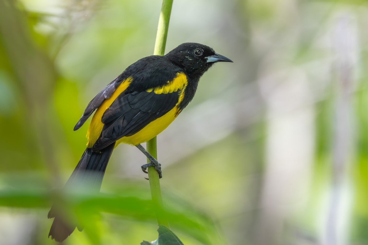 Black-cowled Oriole - ML643563137