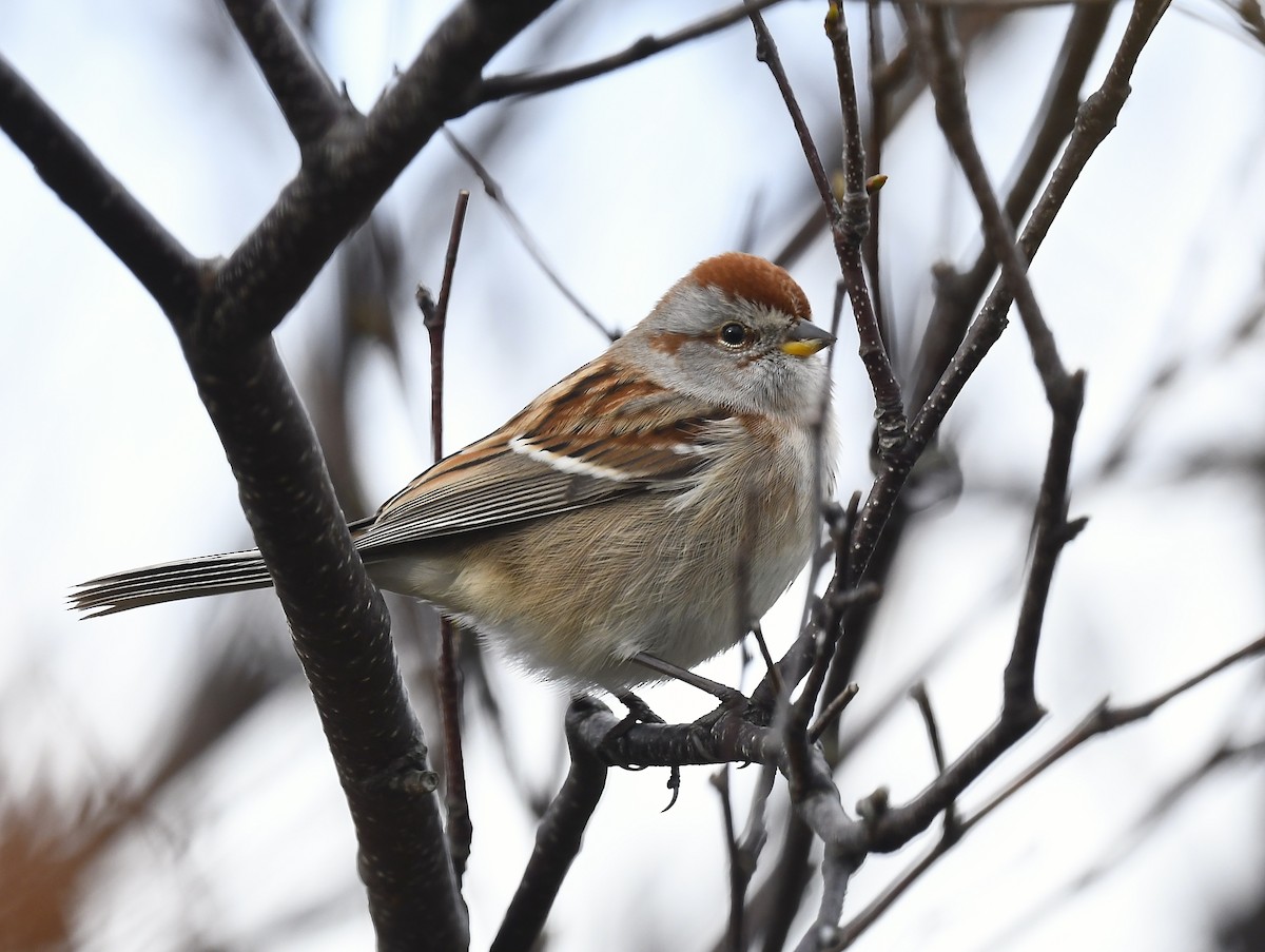 American Tree Sparrow - ML643563138