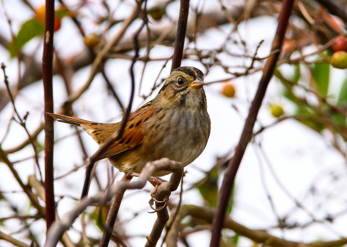 Swamp Sparrow - ML643563143