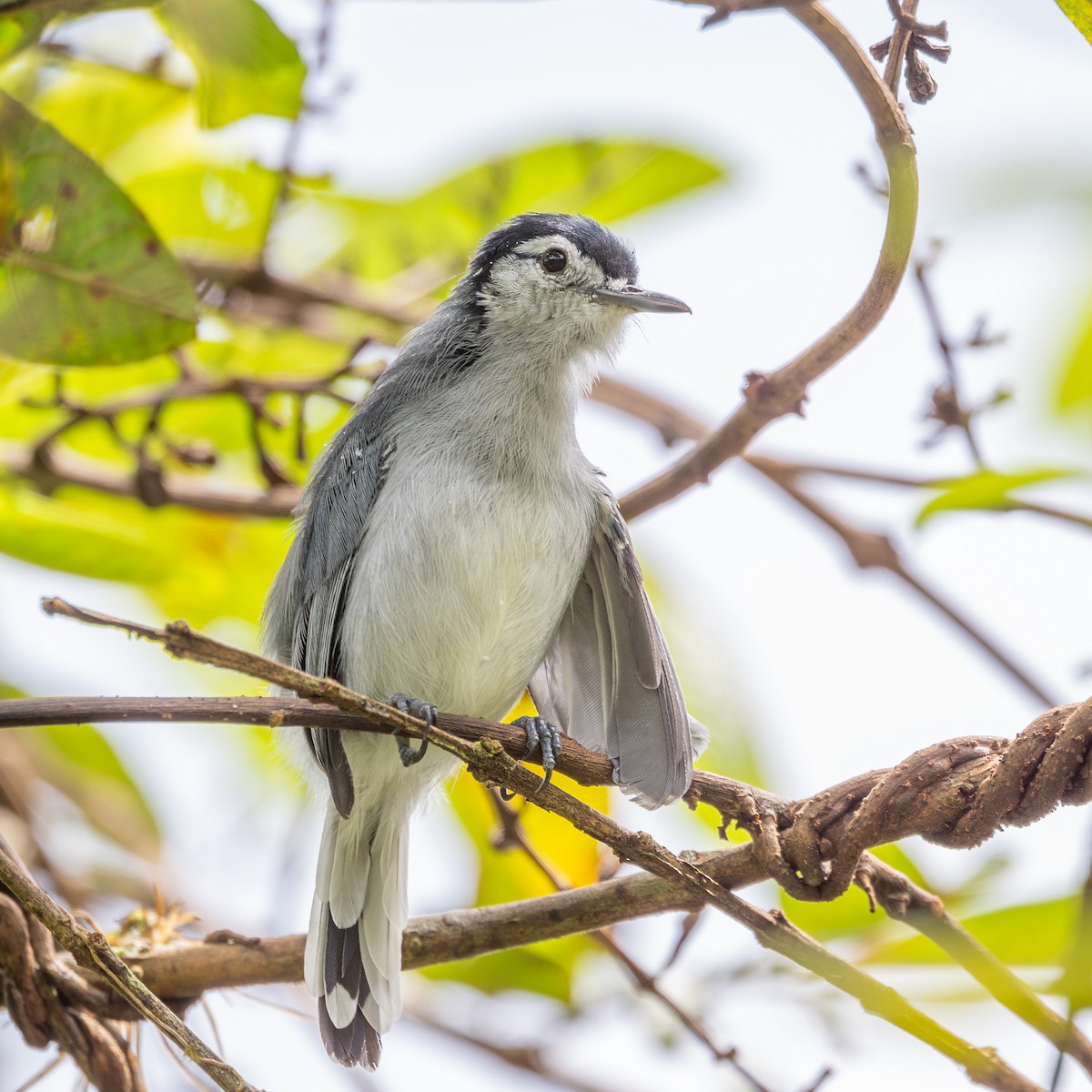 White-browed Gnatcatcher - ML643563167