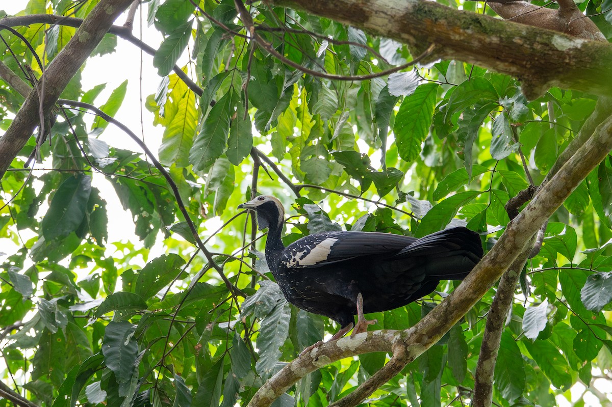 Blue-throated Piping-Guan - ML643563177