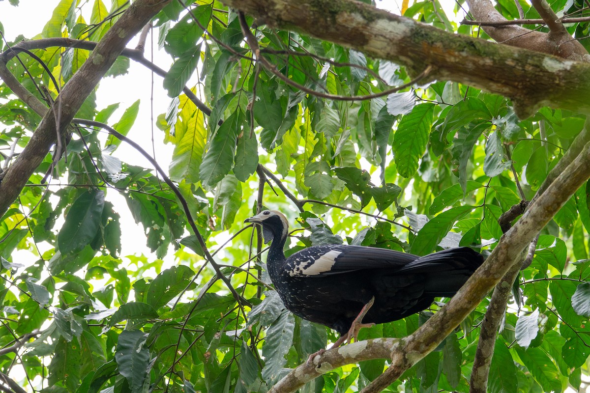 Blue-throated Piping-Guan - ML643563178