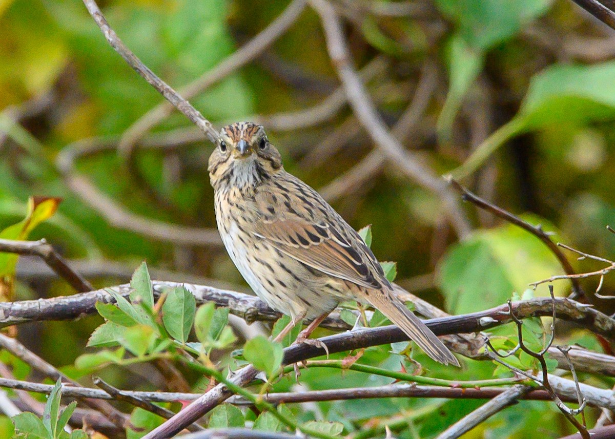 Lincoln's Sparrow - ML643563227