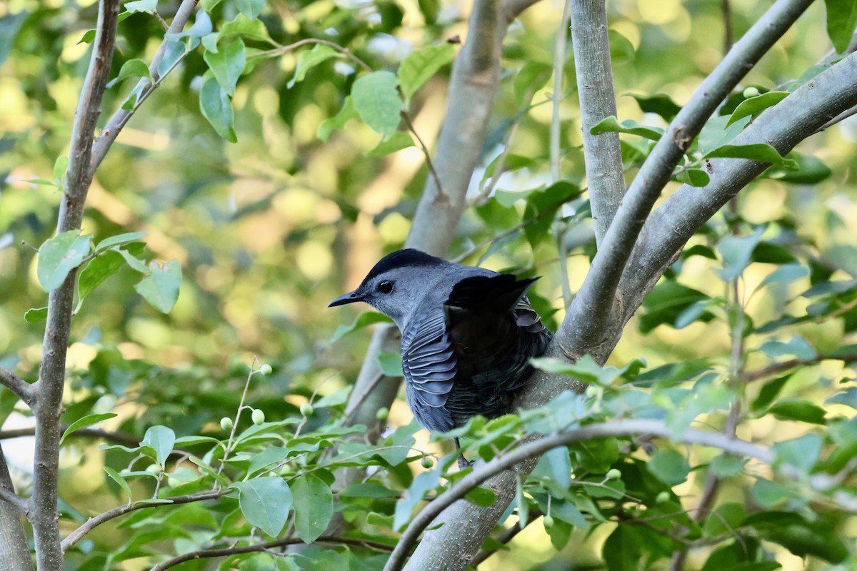 Gray Catbird - ML643563241