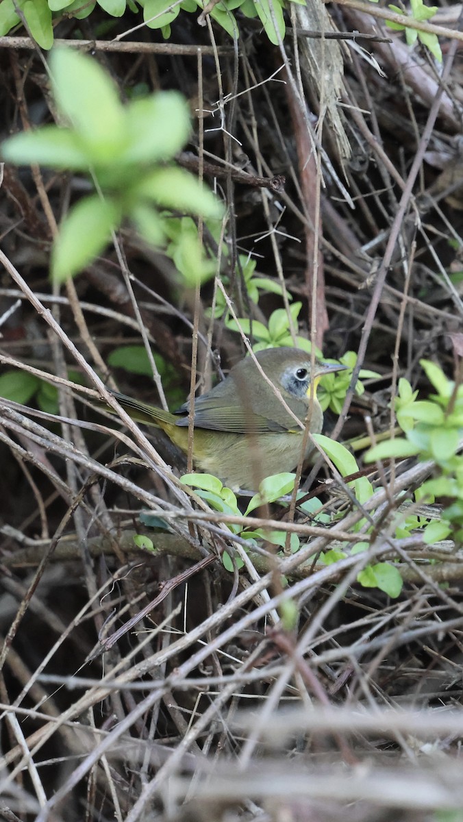 Common Yellowthroat - ML643563255