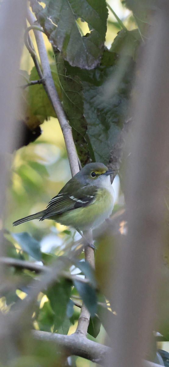 hvitøyevireo - ML643563278