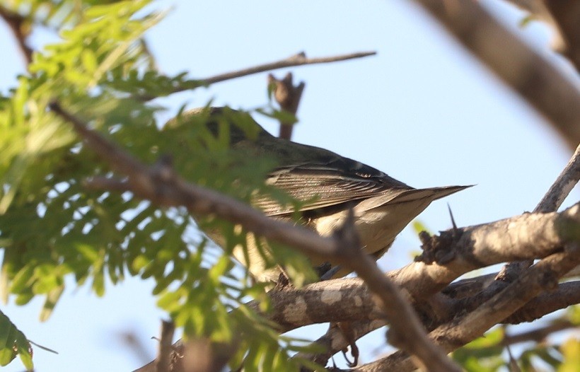 Blackpoll Warbler - ML643563315
