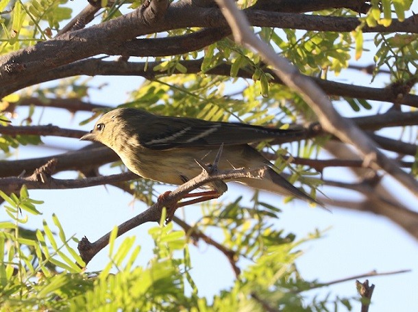 Blackpoll Warbler - ML643563316