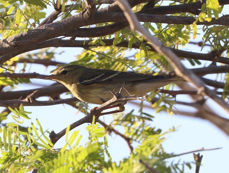 Blackpoll Warbler - ML643563317