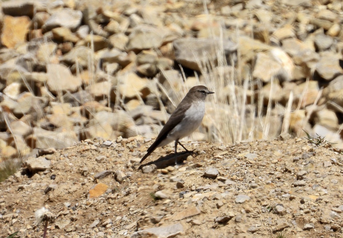 Dormilon à grands sourcils - ML643563334