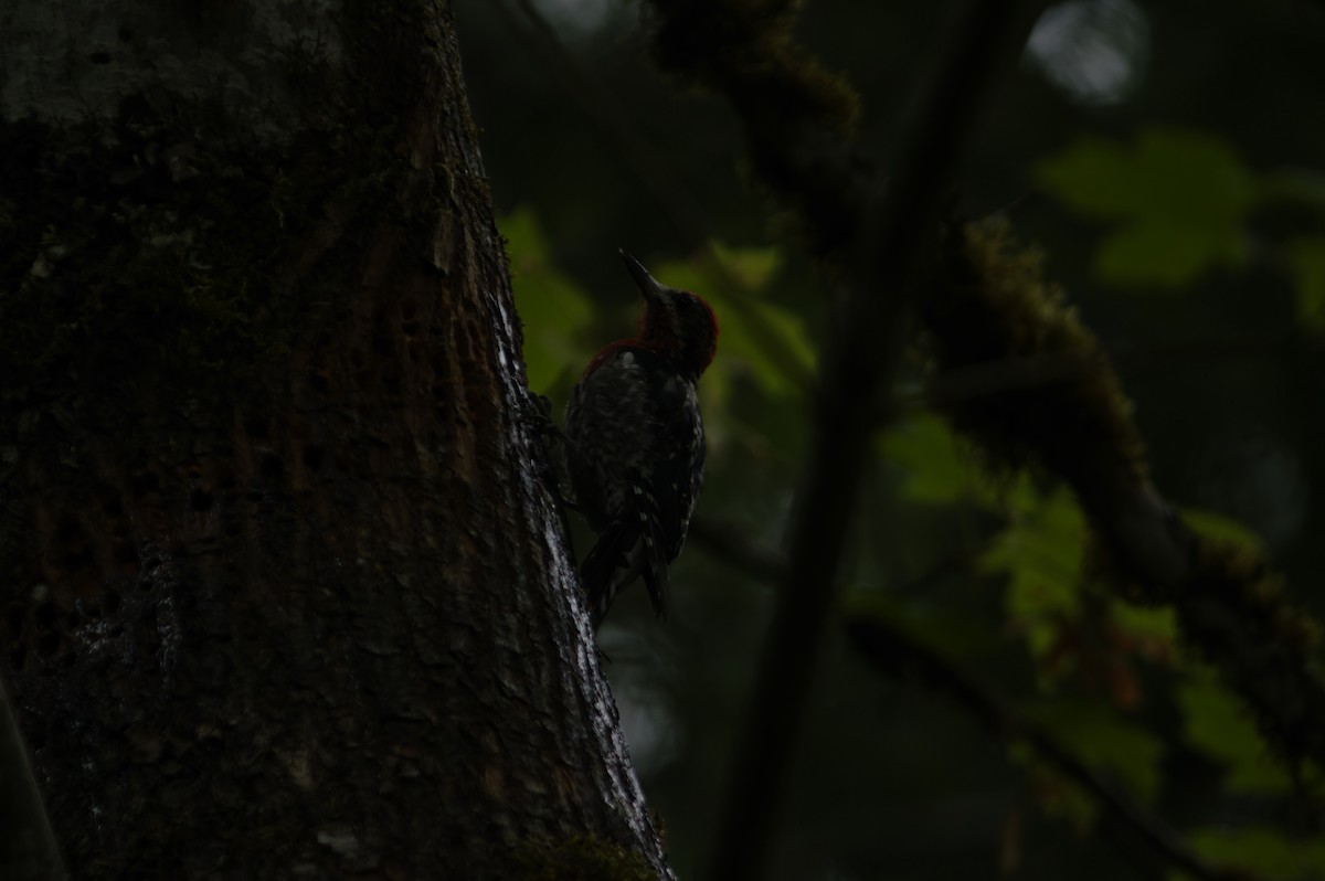 Red-breasted Sapsucker - ML643563336