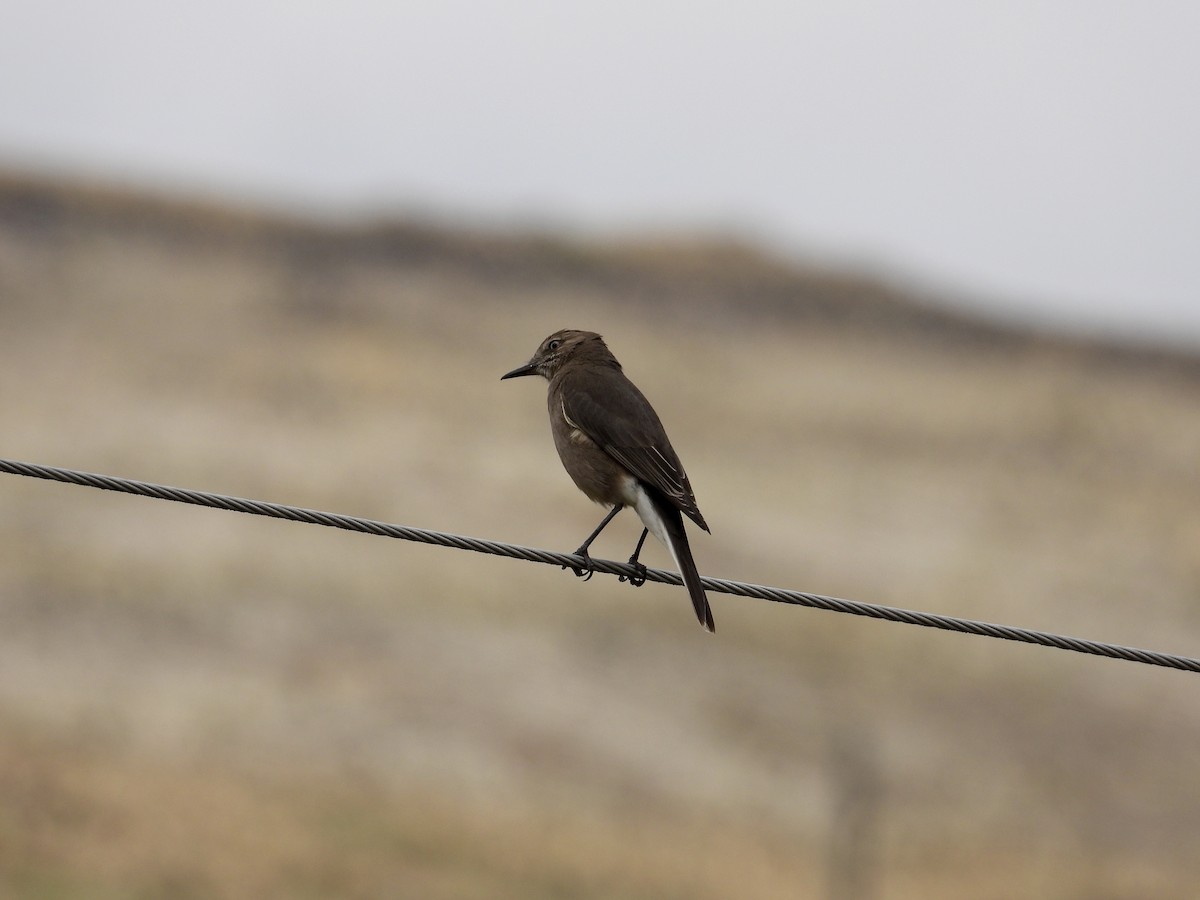 Black-billed Shrike-Tyrant - ML643563340