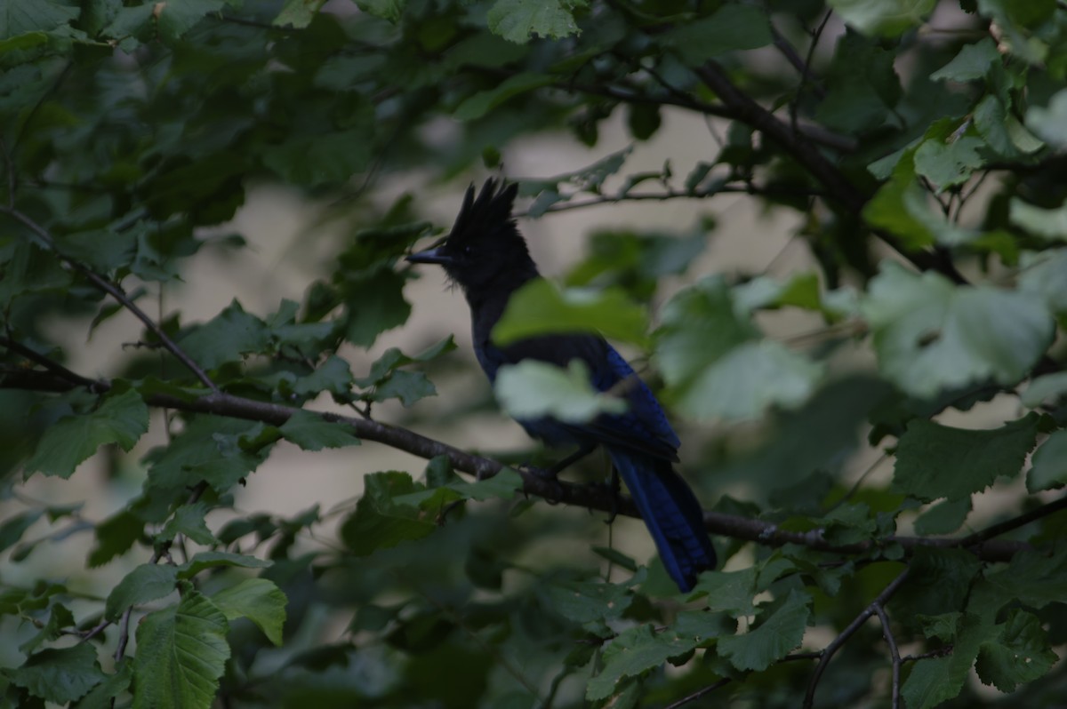 Steller's Jay - ML643563355