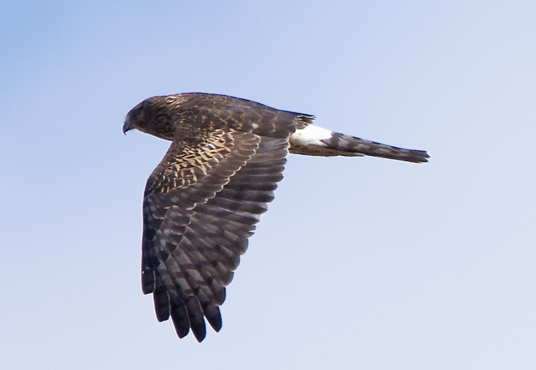 Northern Harrier - ML643563377