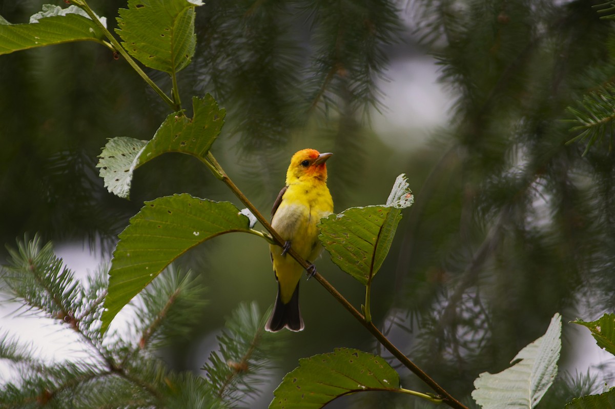 Western Tanager - ML643563379