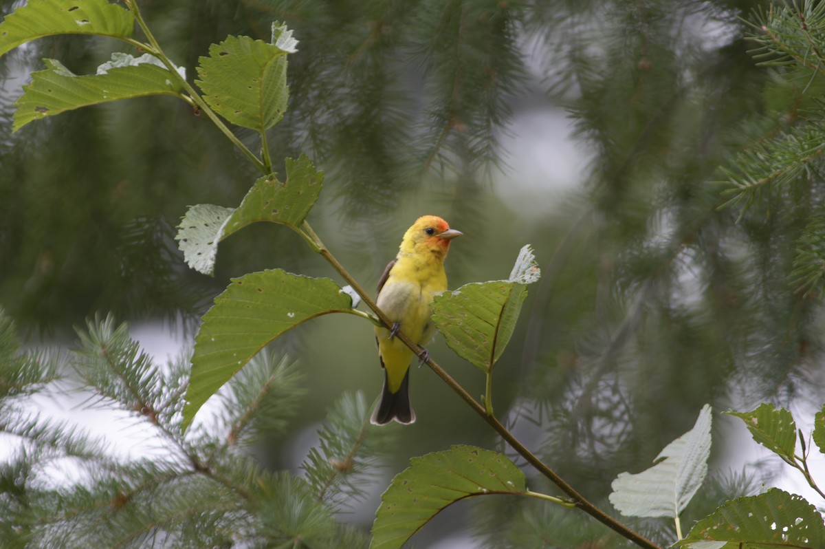 Western Tanager - ML643563380