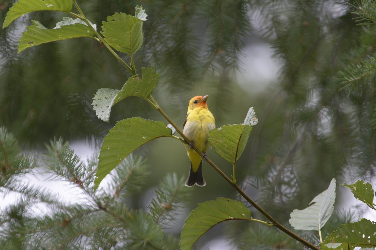 Western Tanager - ML643563381