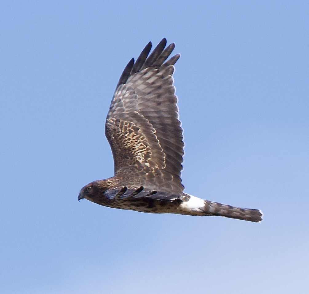 Northern Harrier - ML643563387