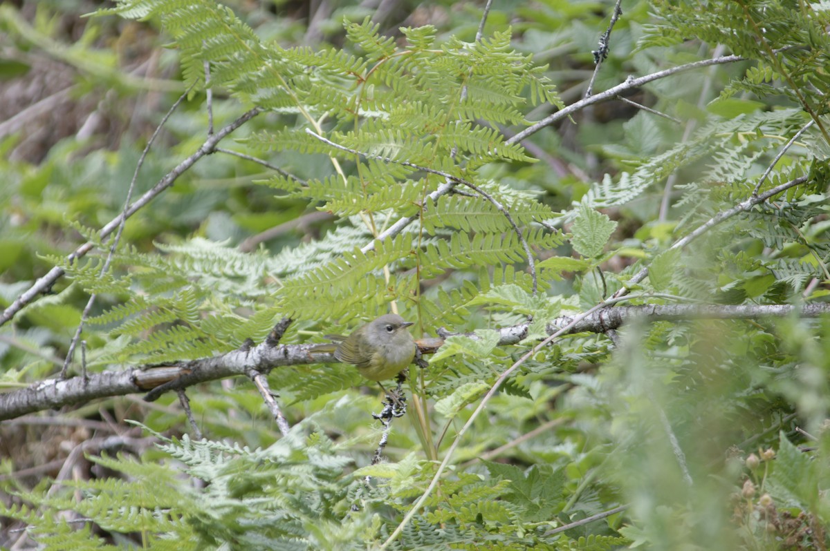 MacGillivray's Warbler - ML643563397