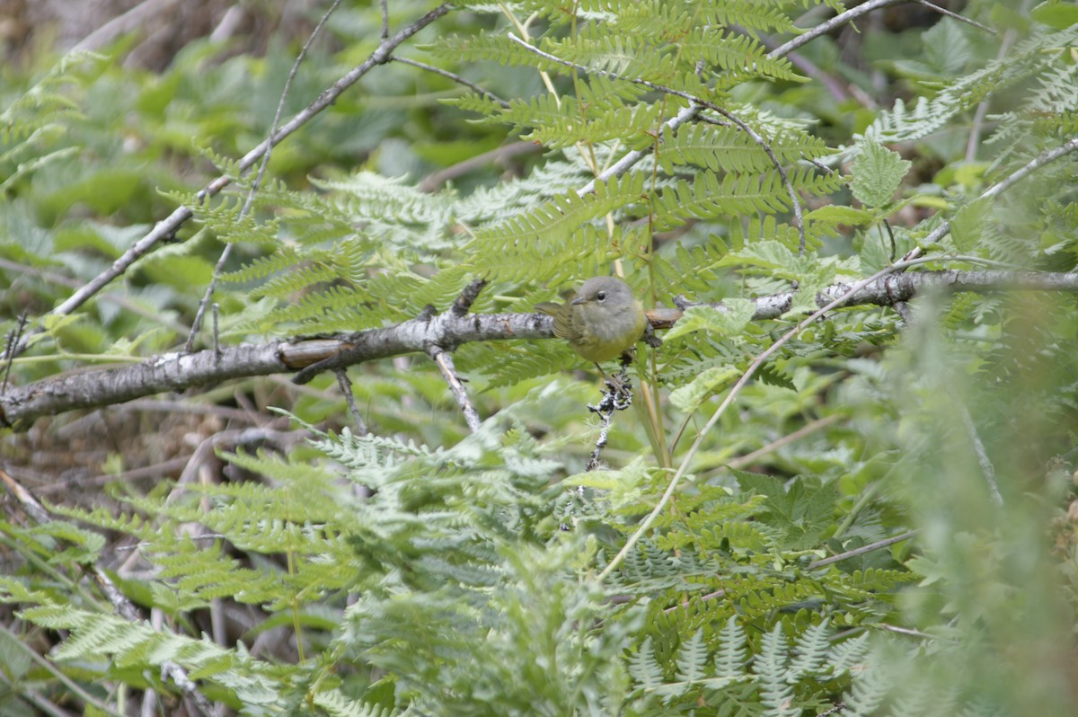 MacGillivray's Warbler - ML643563398