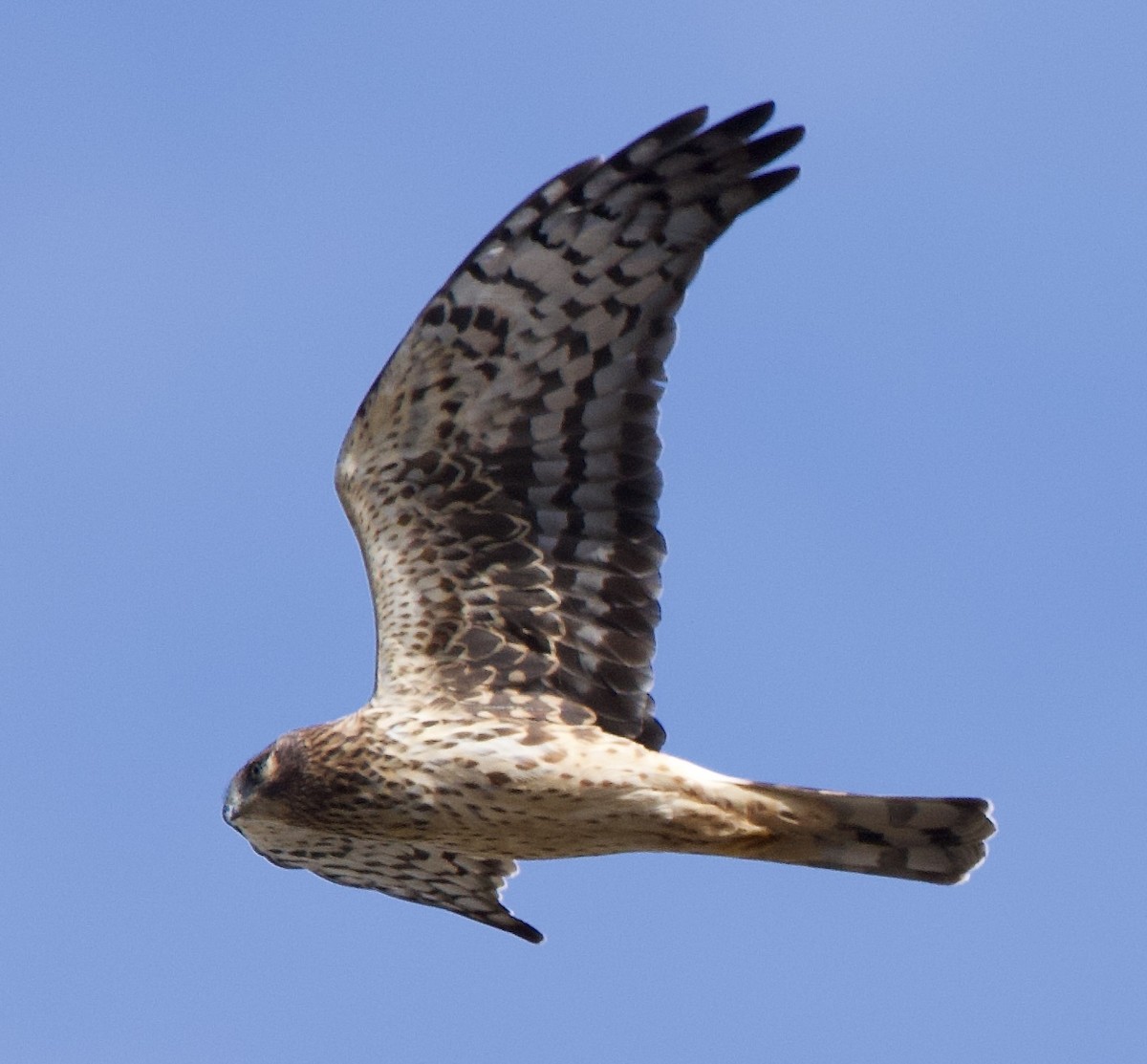 Northern Harrier - ML643563400