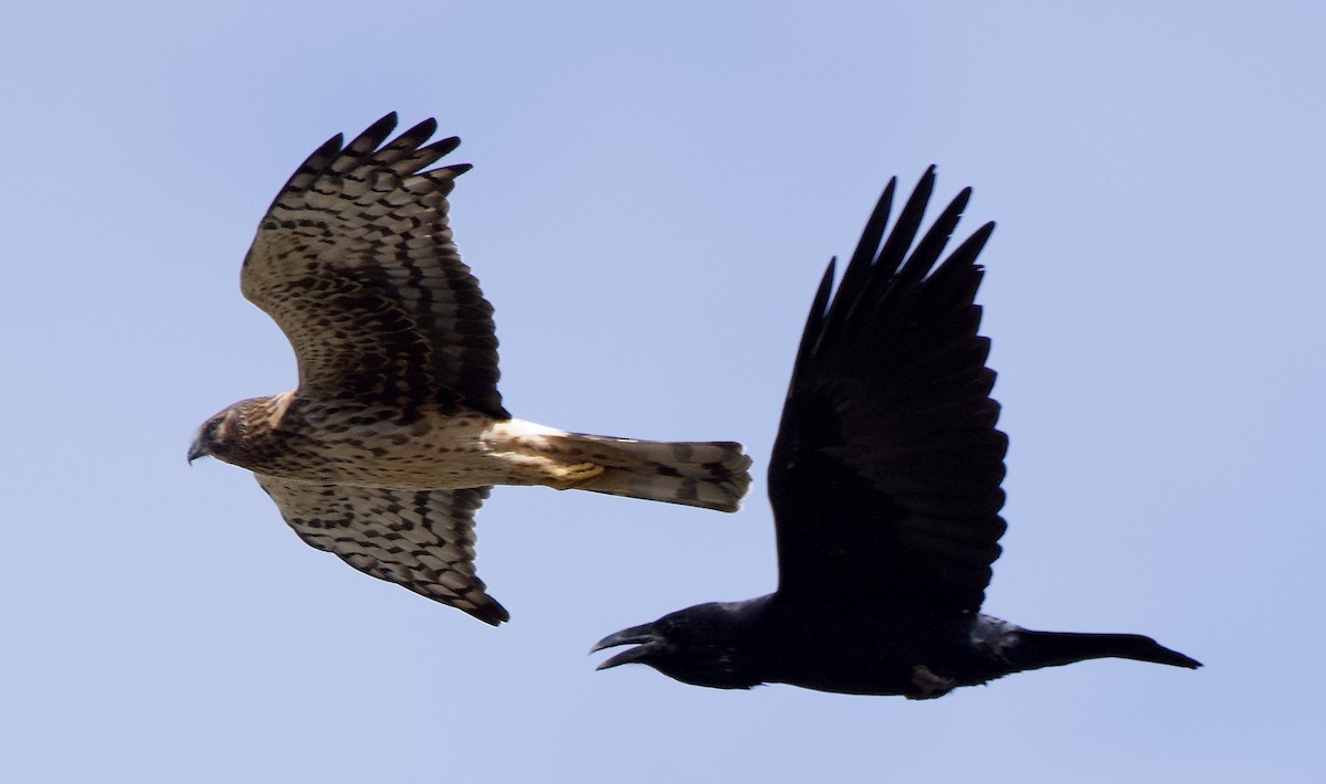 Northern Harrier - ML643563408