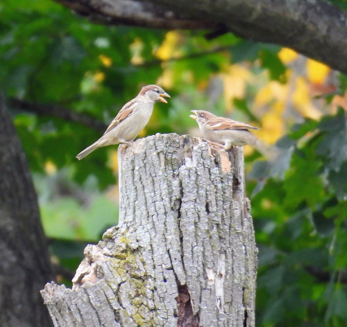 House Sparrow - ML643563409